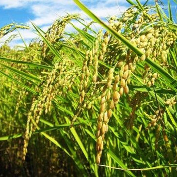 新潟県産米食べ比べセット　1キロ×4種類