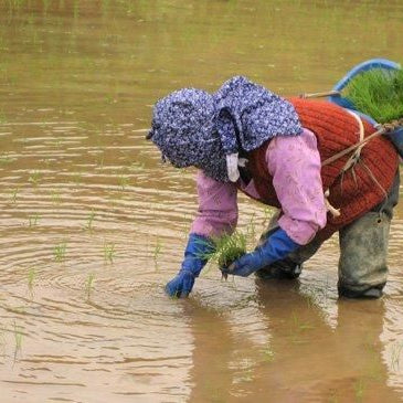 新潟県産米ギフト　「田植え唄」